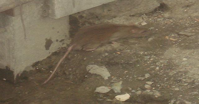 موش هایی که در حاشیه خیابان ولی عصر زندگی می کنند-تهران-مهر 1394
