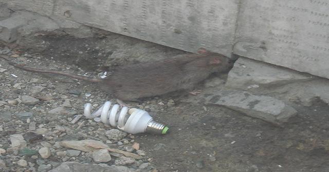 موش هایی که در حاشیه خیابان ولی عصر زندگی می کنند-تهران-مهر 1394