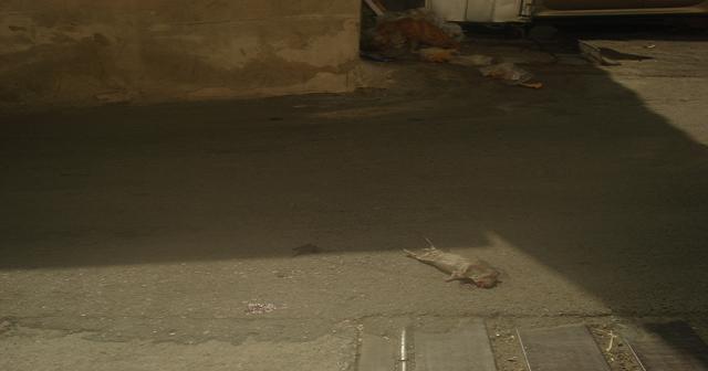 پراکندگی زباله ها و موش مرده محله ده ونک-تهران-تیرماه 1394