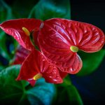 Flamingo Plant 150x150