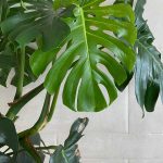 Mexican breadfruit 150x150