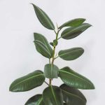 Rubber plant 150x150