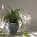 spider plant 150x150